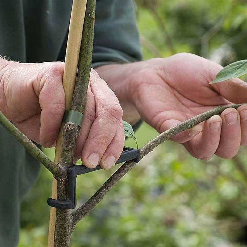10-30Pcs Fruit Tree Clips Plan – Bonsai Garden Tools Bewertung und Preis